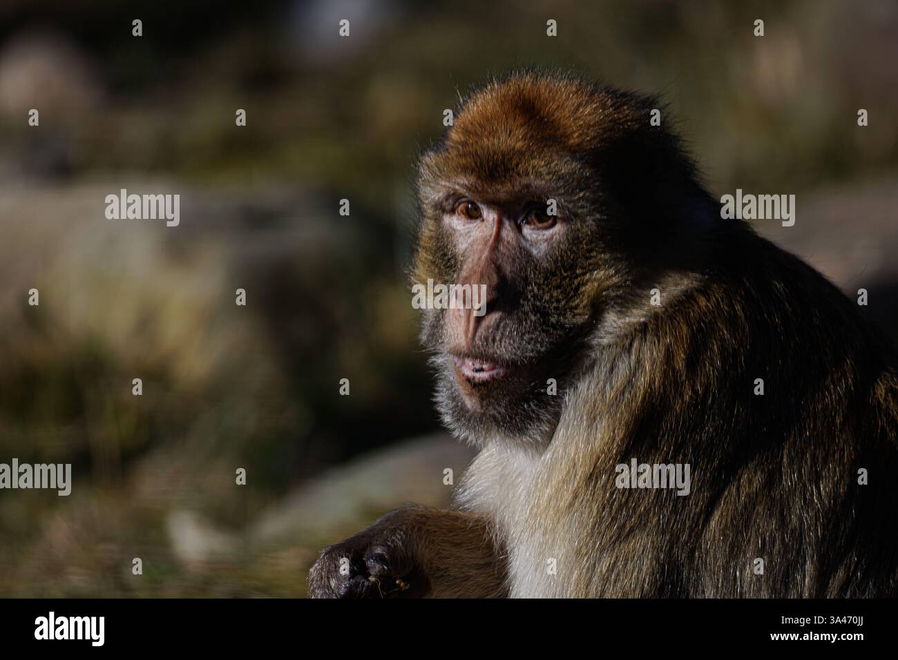 Il macaco barbario (Macaca sylvanus), noto anche come scimmia barbaresca, sembra curioso Foto Stock