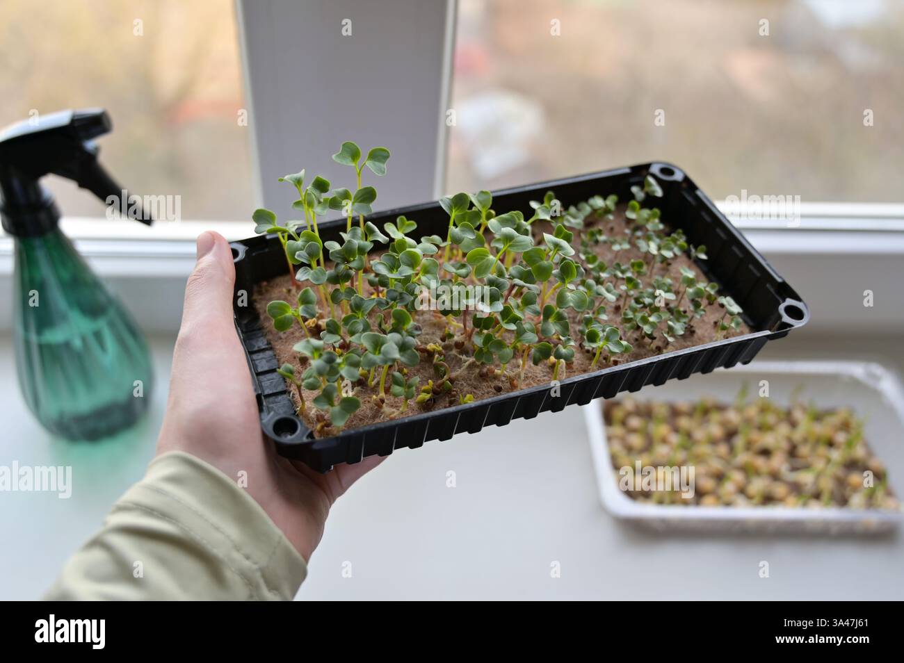 Vassoio da donna con ravanello fresco e germogli di cavolo, microgreen in crescita su un tappeto di lino a casa su un davanzale. Irroratrice. Organico, vegano Foto Stock