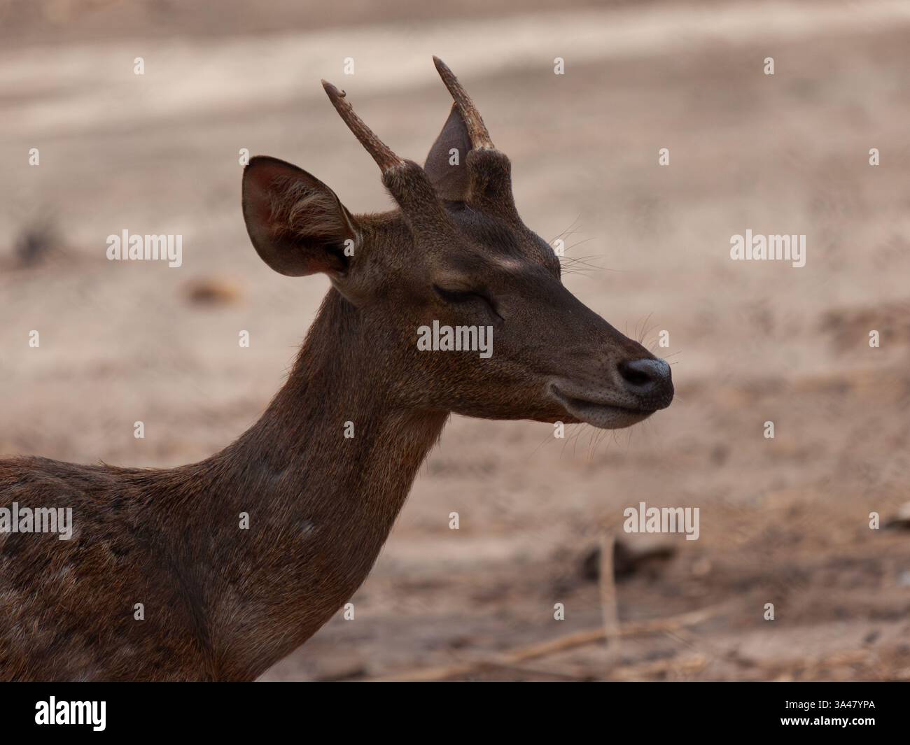 Una giovane femmina di cervo di Giava (Rusa timor) ritratto da una vista laterale che mostra testa e collo un piccolo corno intatto con occhio chiuso tenuto in cattività Foto Stock