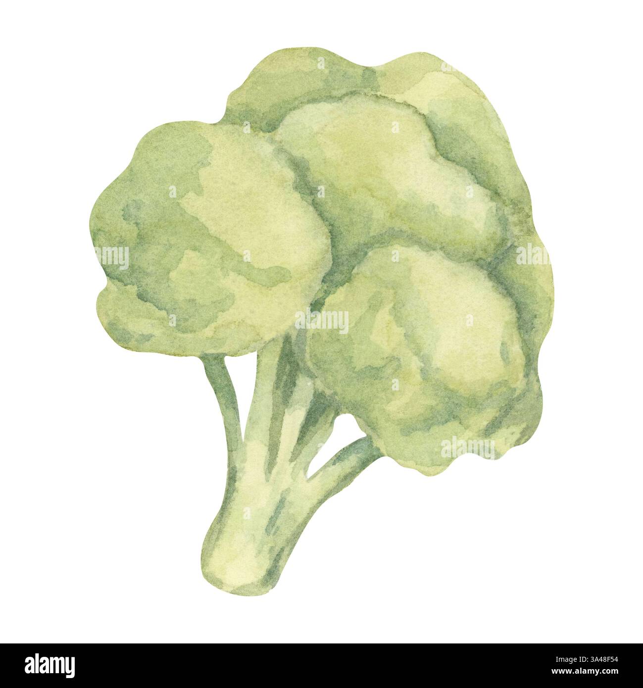 Una singola testa di broccoli dipinta in sfumature di verde con una tecnica ad acquerello testurizzato. Questa illustrazione vegetale è perfetta per infografiche a tema salute, programmi dietetici e confezioni di prodotti freschi Foto Stock