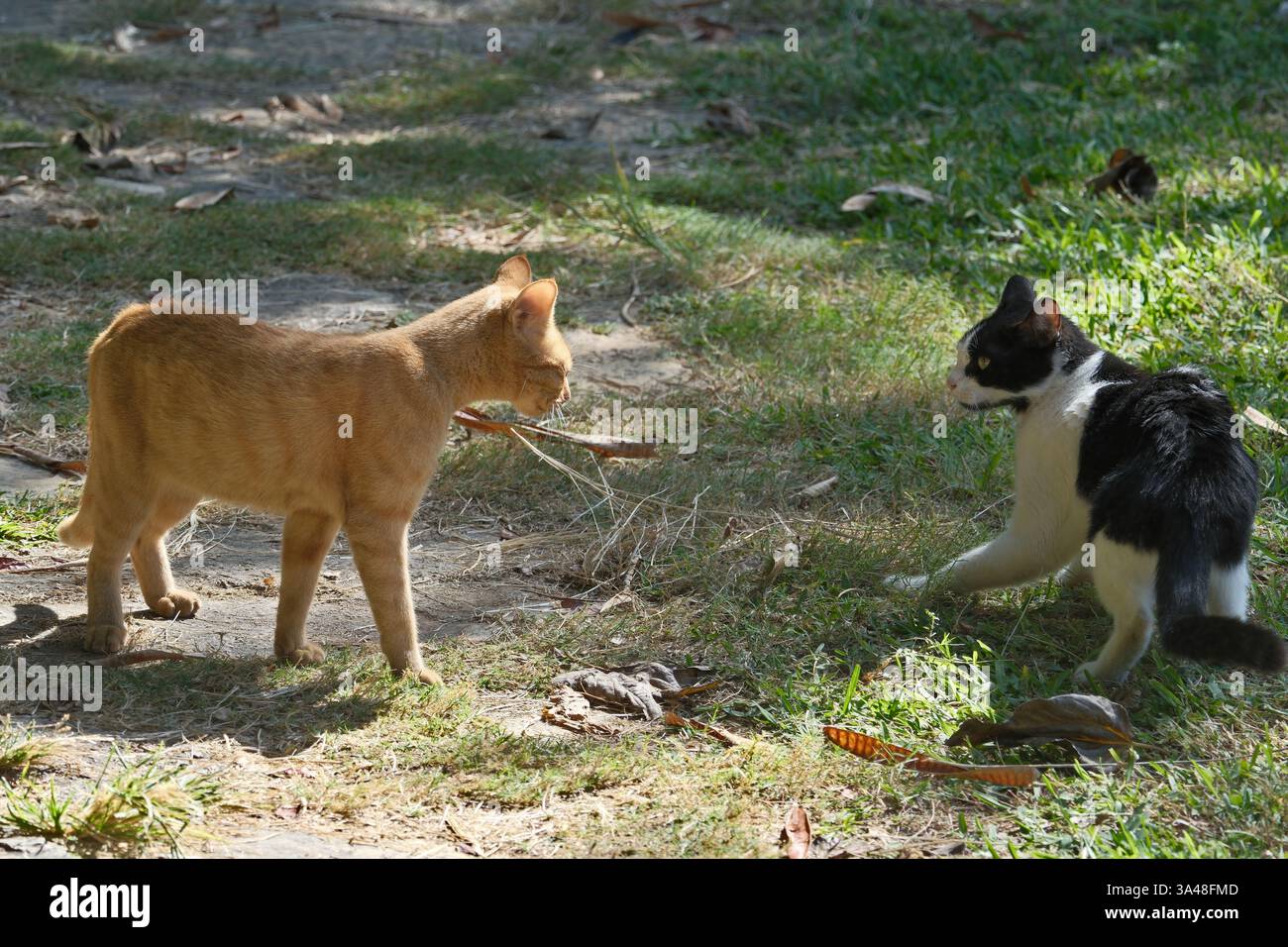 Due gatti nel parco. Antalya, Türkiye Foto Stock