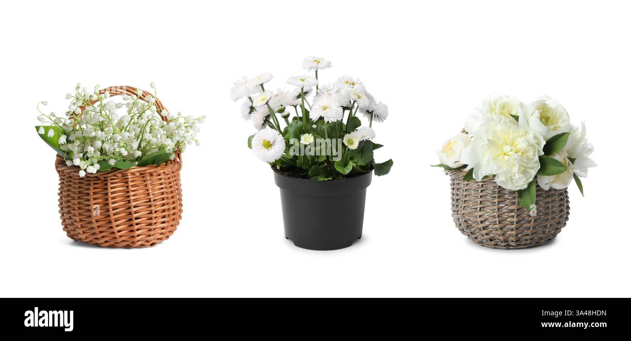 Bella pianta in vaso con fiori bianchi, giglio della valle e mazzi di peonie isolati su bianco, set Foto Stock