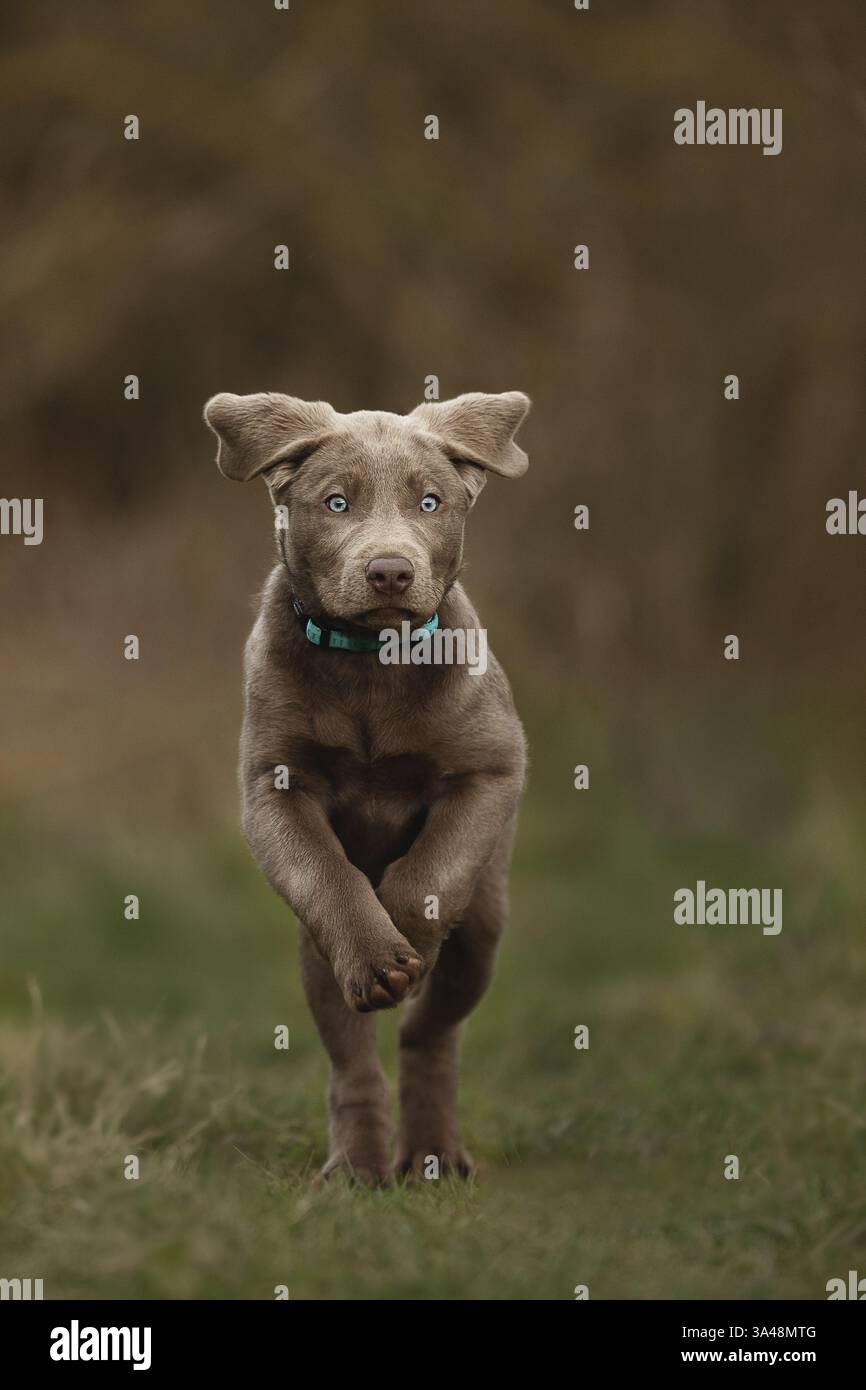 Giovani Labrador Retriever Foto Stock