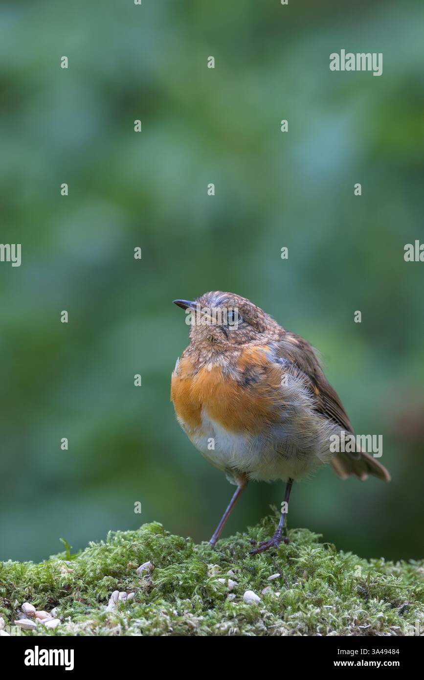 European Robin [ erithacus rubecula ] uccello giovanile quasi in piume adulte piume piume piene Foto Stock