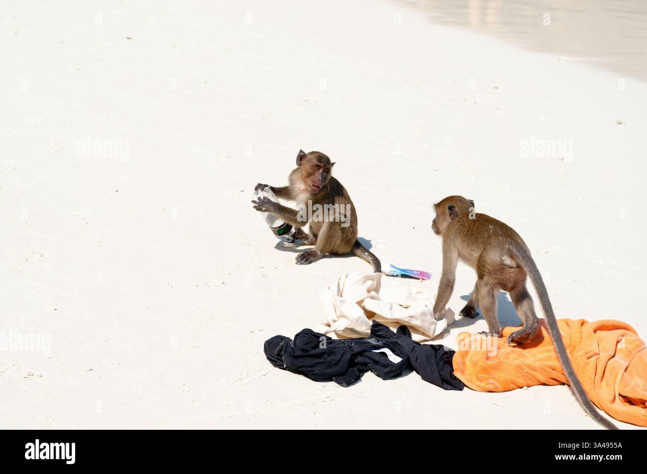 Due macachi si scontrano con il loro bottino rubato sulla sabbia del Dabizha Monkey Park Foto Stock
