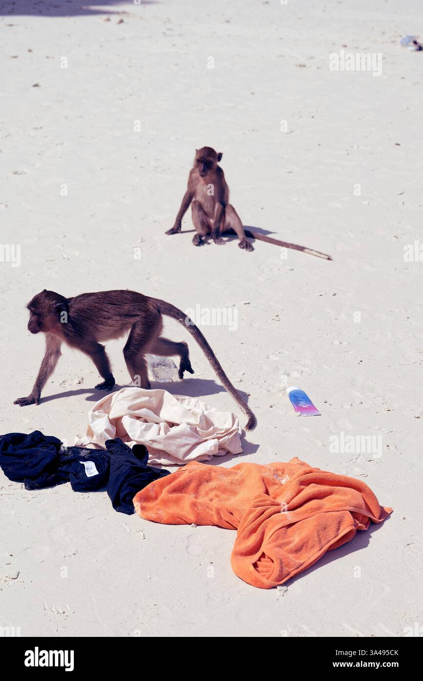Due macachi setacciano gli effetti personali di un turista sulle sabbie bianche del Parco delle Scimmie di Dabizha Foto Stock