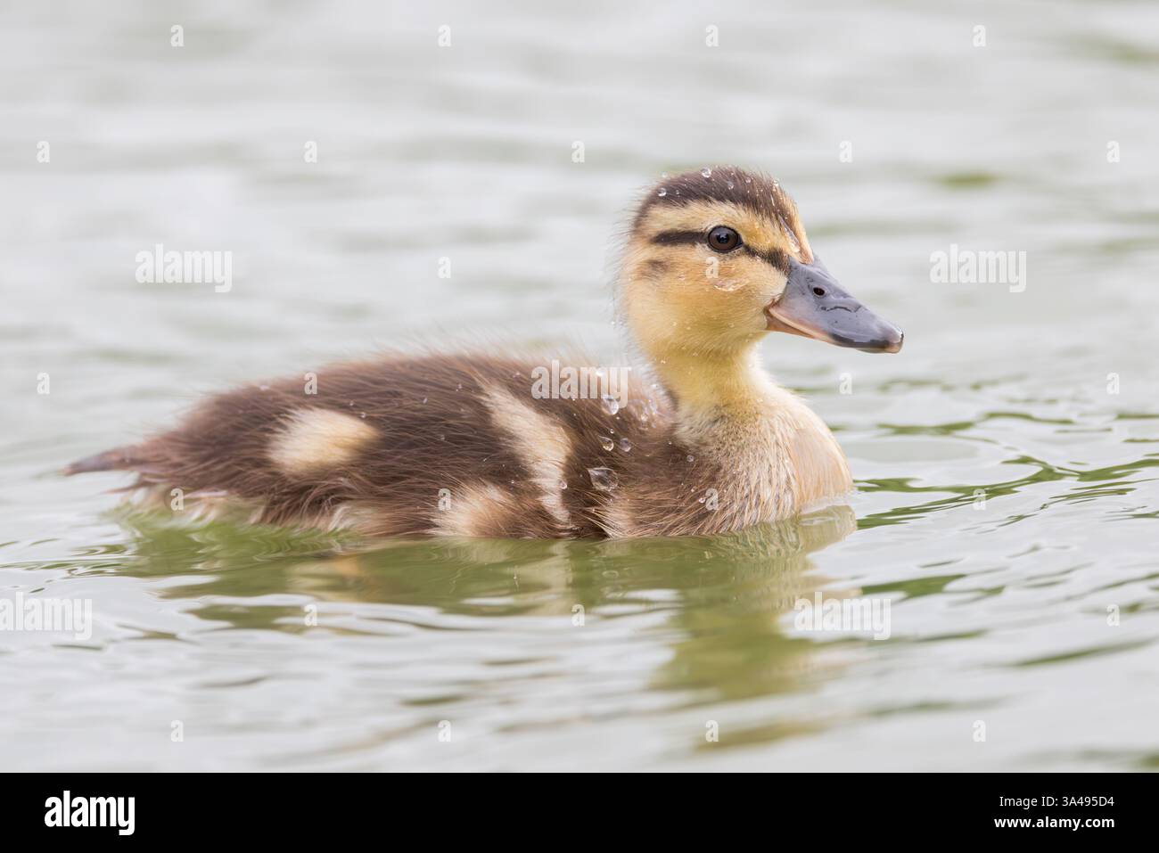 Pulcino Mallard [ Anas platyrhynchos ] sull'acqua con goccioline d'acqua sulle piume Foto Stock