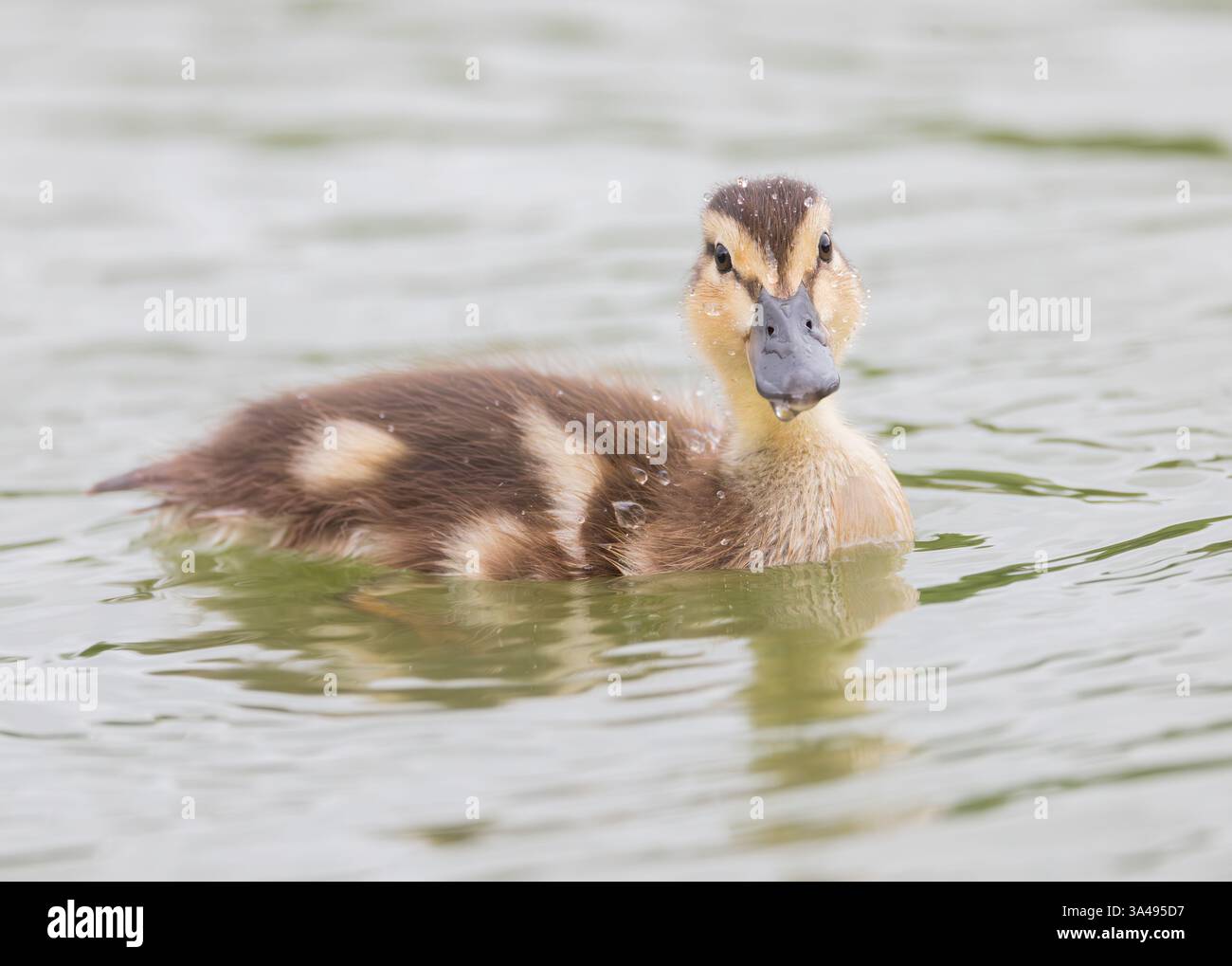 Pulcino Mallard [ Anas platyrhynchos ] sull'acqua con goccioline d'acqua sulle piume Foto Stock