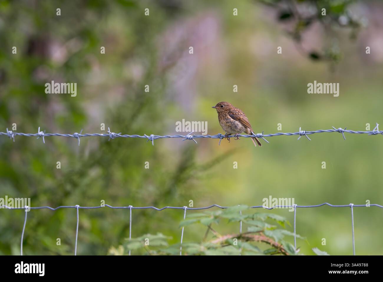 Robin europeo [ erithacus rubecula ] uccello giovanile su recinzione di filo spinato Foto Stock