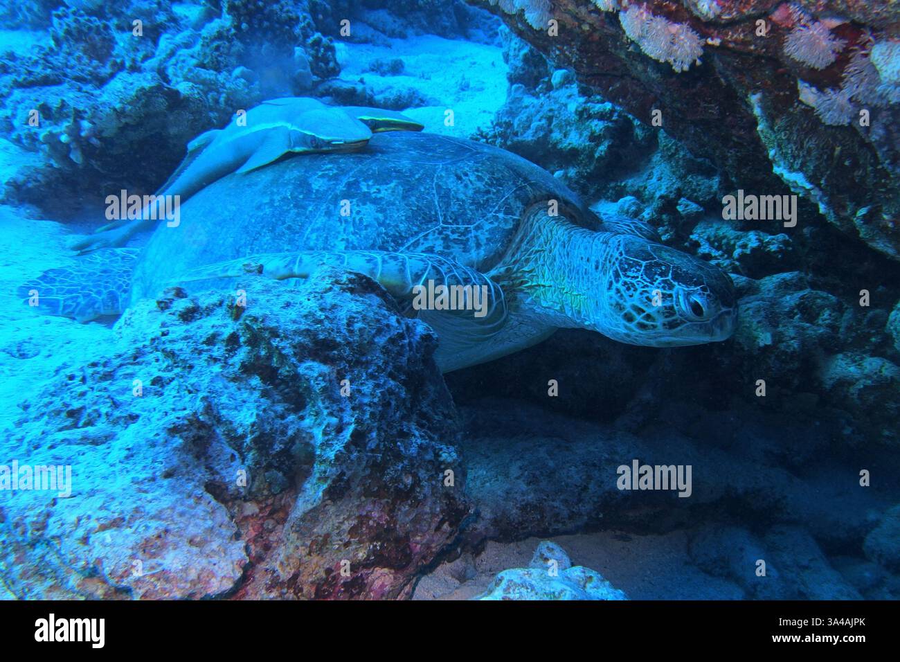 Tartaruga marina verde con pesce succhietto bianco nel Mar Rosso vicino a Marsa Alam, Egitto Foto Stock