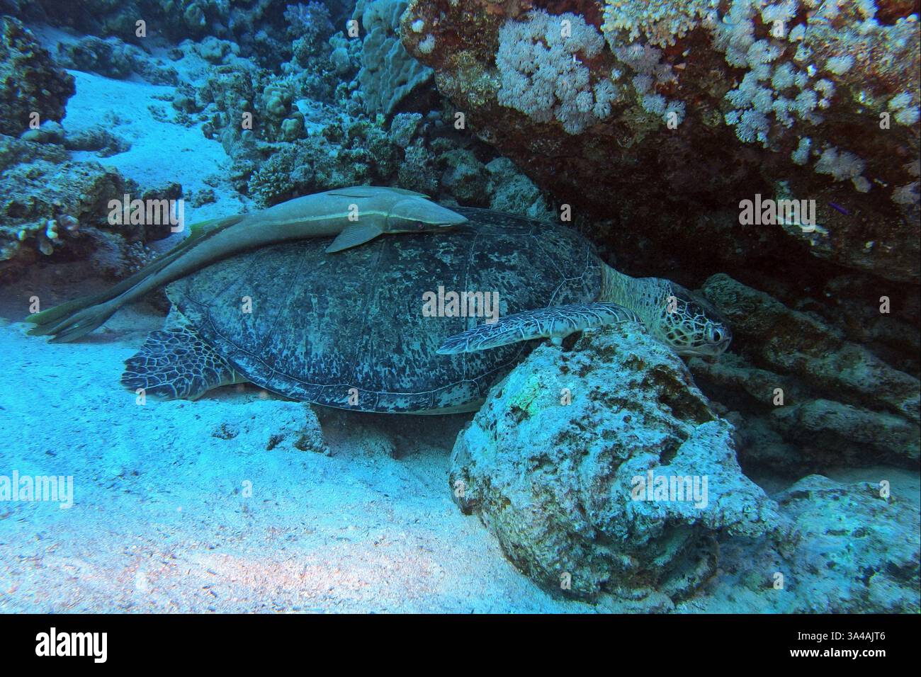 Tartaruga marina verde con pesce succhietto bianco nel Mar Rosso vicino a Marsa Alam, Egitto Foto Stock