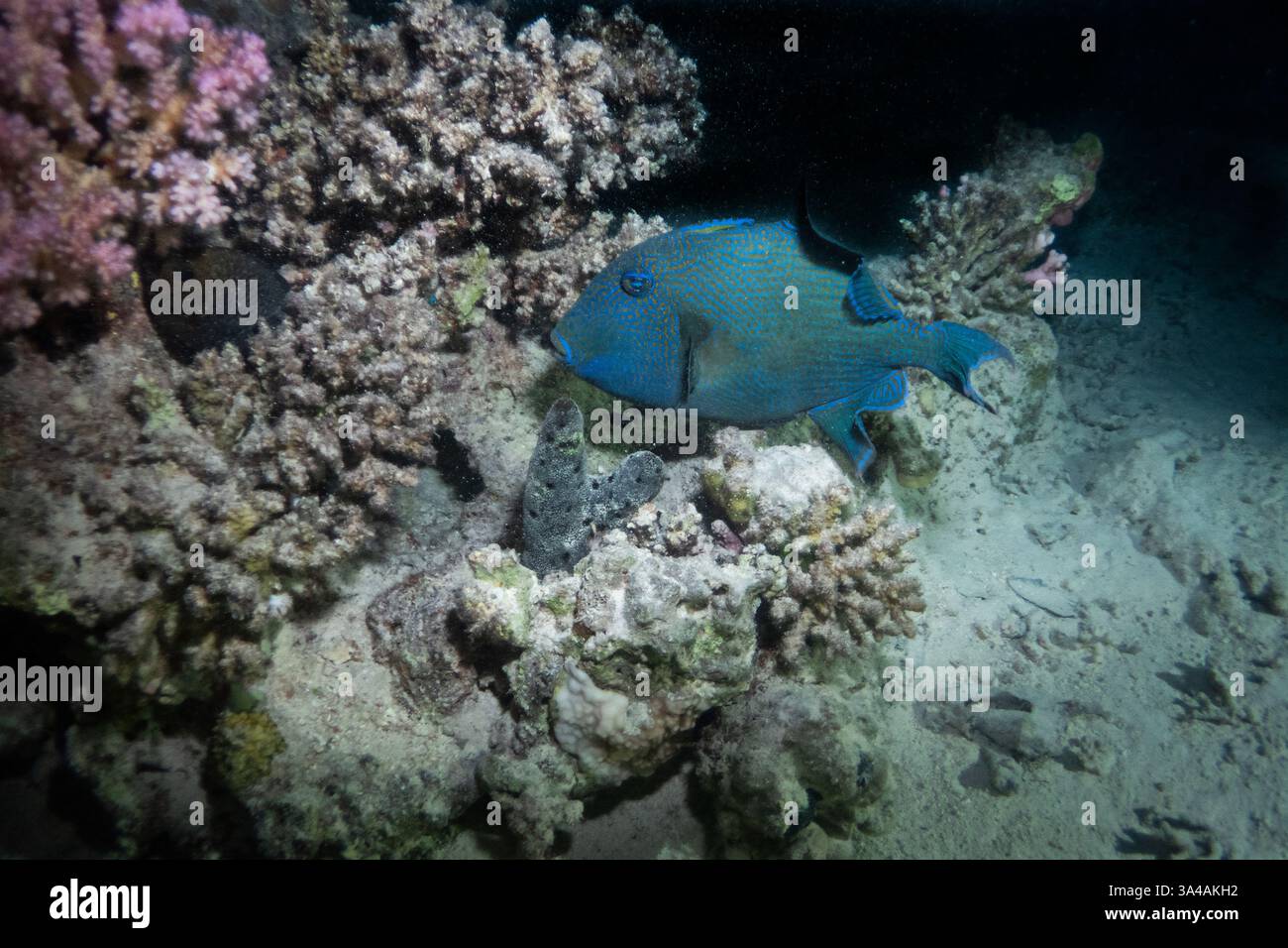 pesce triggerfish blu nel Mar Rosso vicino a Marsa Alam, Egitto Foto Stock