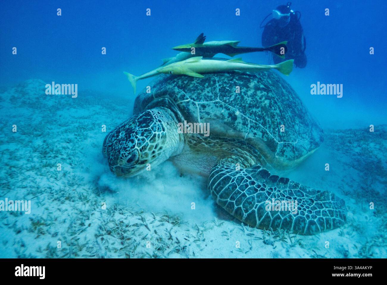 Tartaruga marina verde con pesce succhietto bianco nel Mar Rosso vicino a Marsa Alam, Egitto Foto Stock
