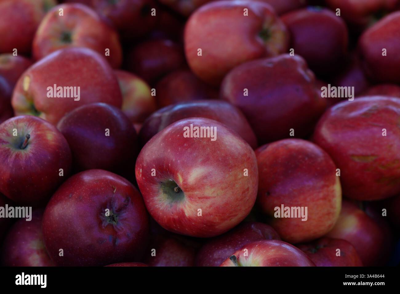 Raccolte in vivaci pile, le mele rosse fresche brillano sotto il sole in un vivace mercato agricolo, attirando i visitatori con la loro consistenza croccante e dolce aro Foto Stock