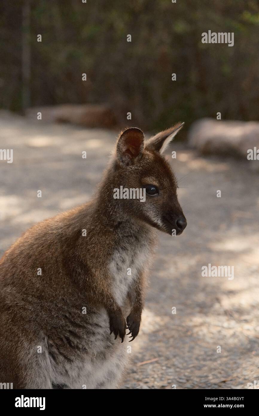 Wallaby in Australia Foto Stock