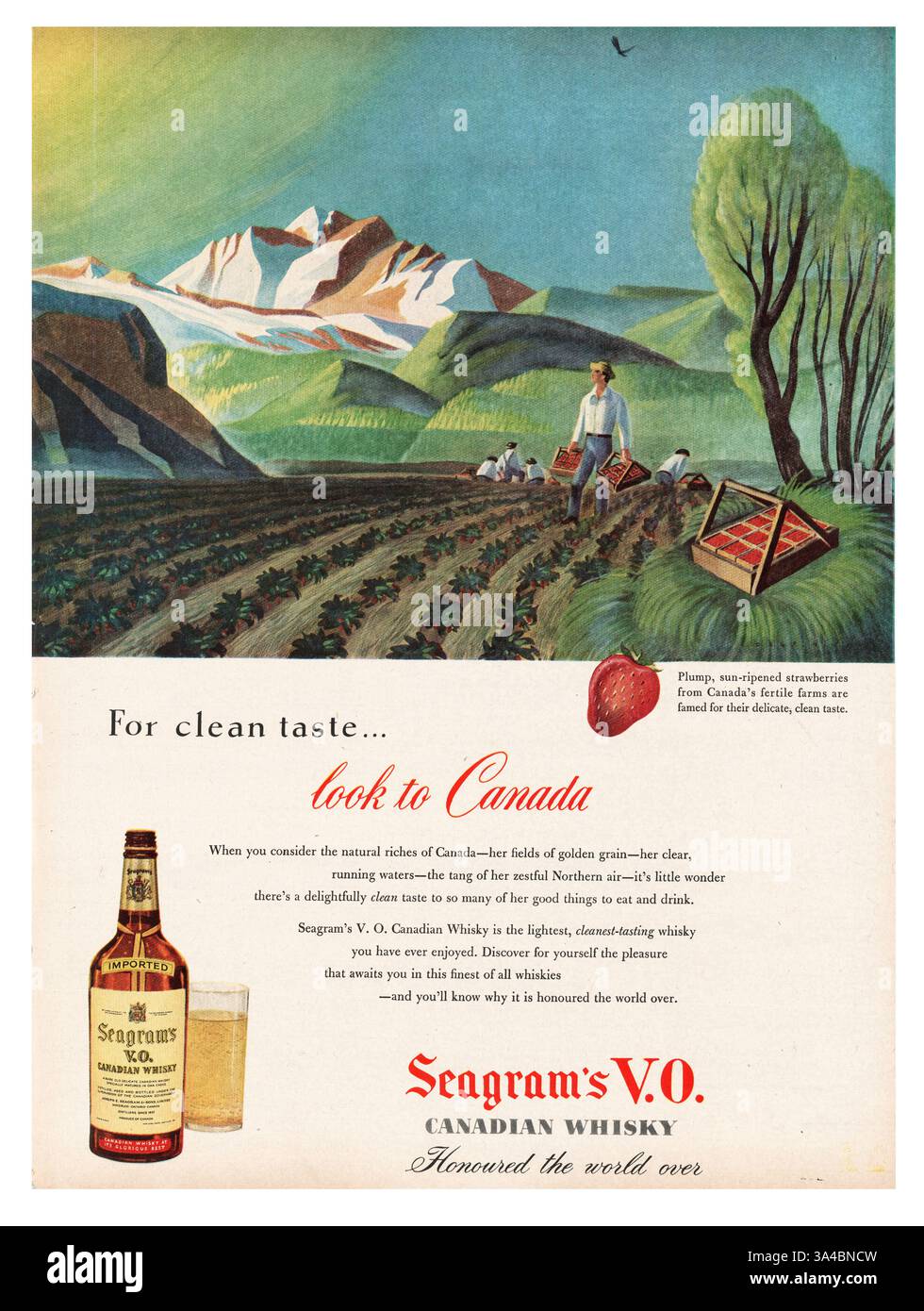 1951 U.S. Magazine Seagram's Whiskey Advert Foto Stock