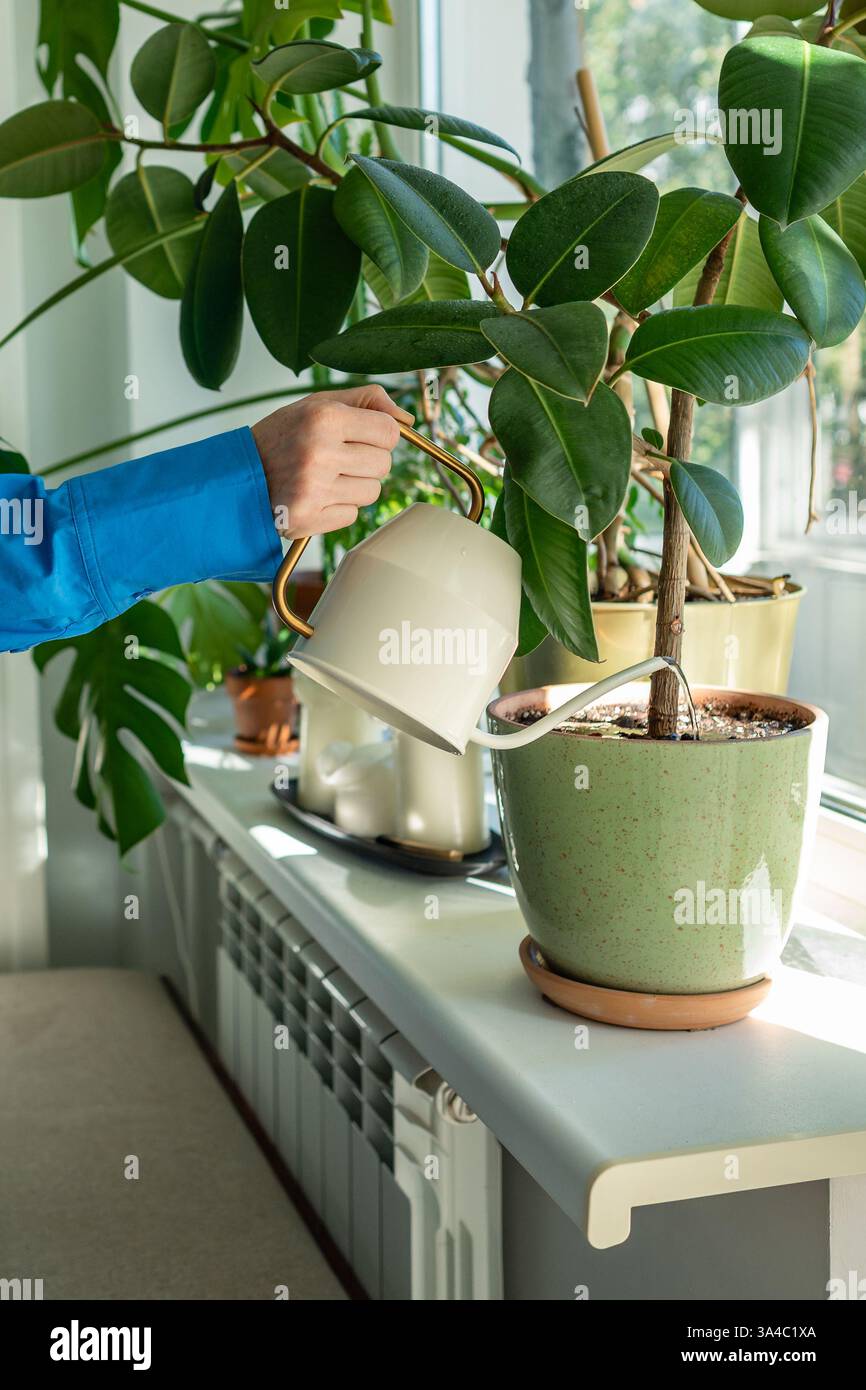 Donna che annaffia Ficus elastica casa con lattina. Giardinaggio domestico, cura del verde, hobby Foto Stock