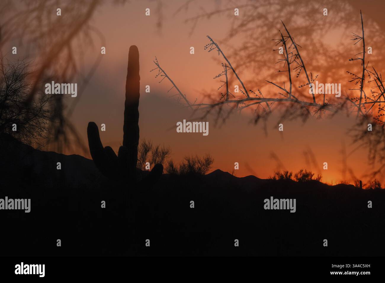 Tramonto nel deserto di Sonora, Tucson, Arizona, Stati Uniti Foto Stock