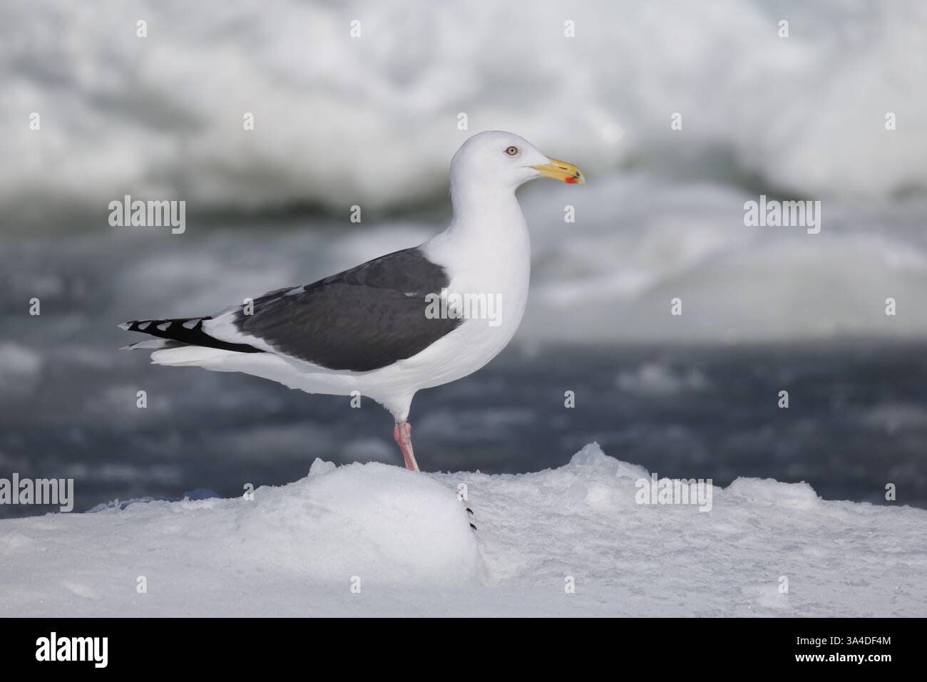 Il gabbiano a schista (Larus schistisagus) è un grande gabbiano dalla testa bianca che si riproduce sulla costa nord-orientale del Paleartico. Foto Stock