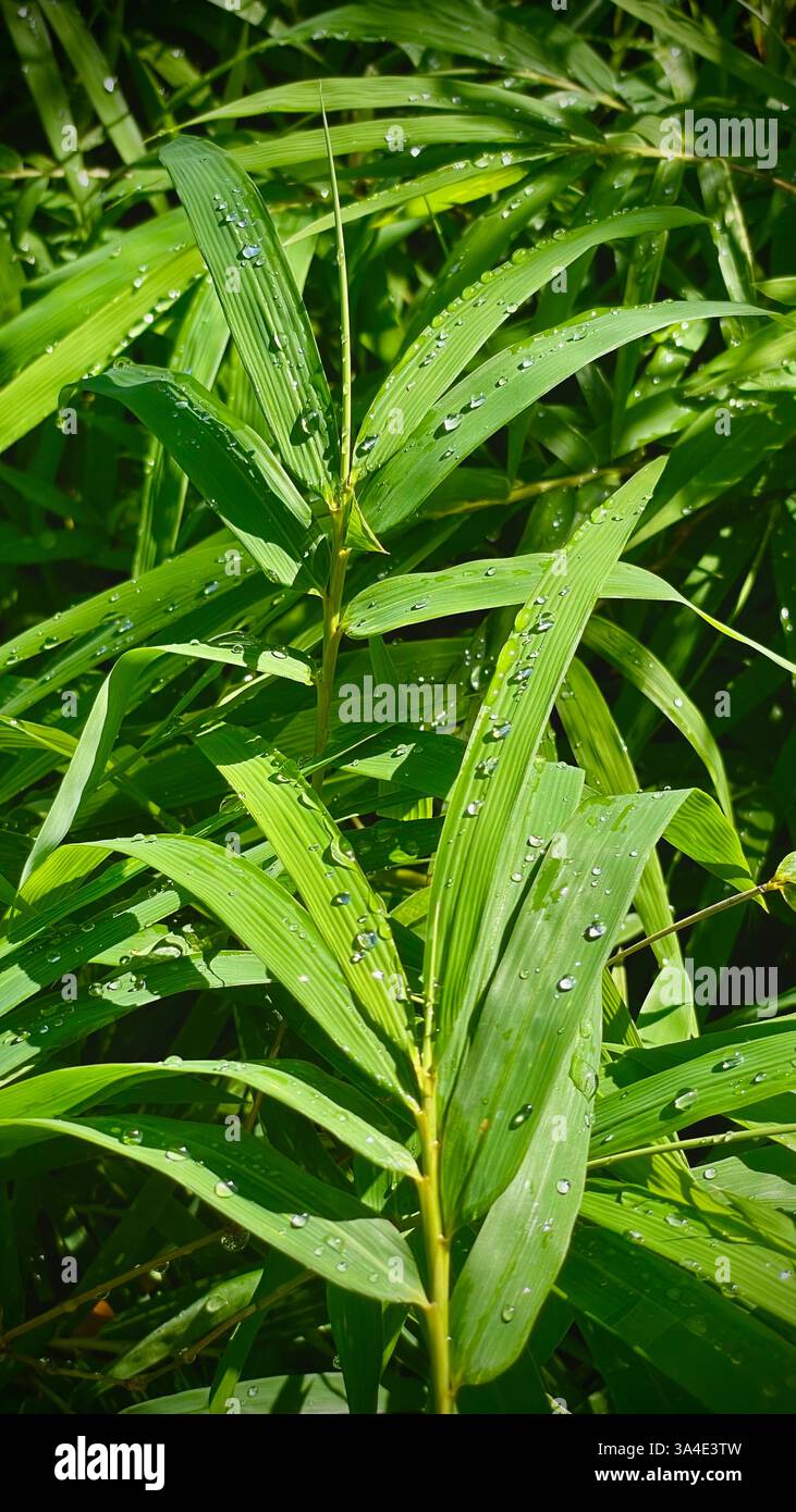 foglie di bambù dopo la pioggia. Gocce su foglie verdi - Immagine stock catturata con smartphone