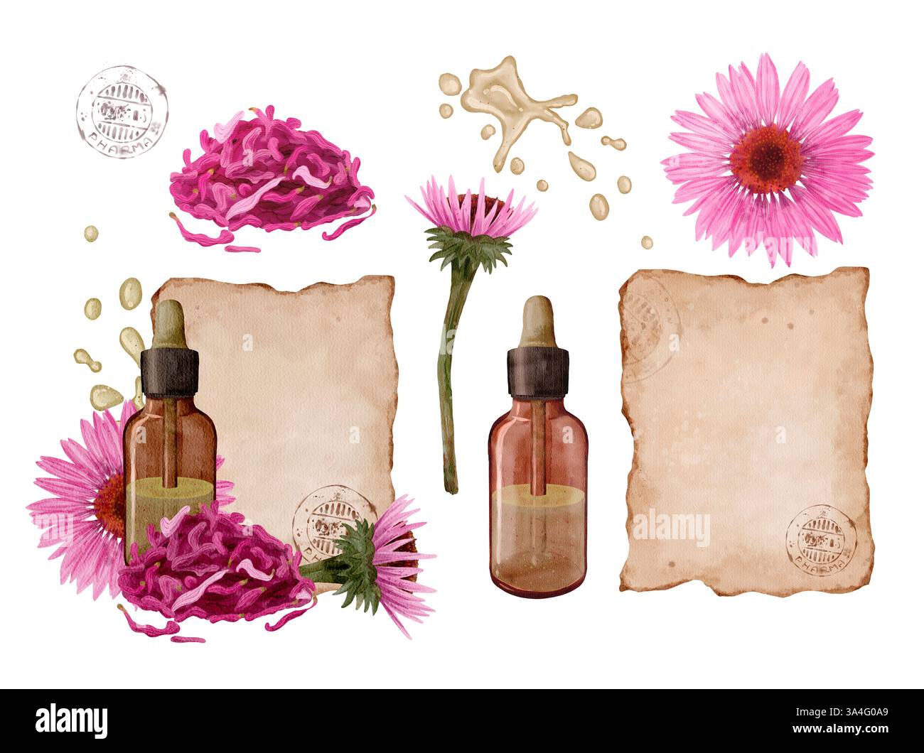 Un'illustrazione elegante che presenta estratti di erbe combinati con elementi floreali su uno sfondo vintage. Oggetti ad acquerello isolati su sfondo bianco. Omeopatia, Ayurveda, medicina alternativa. Foto Stock