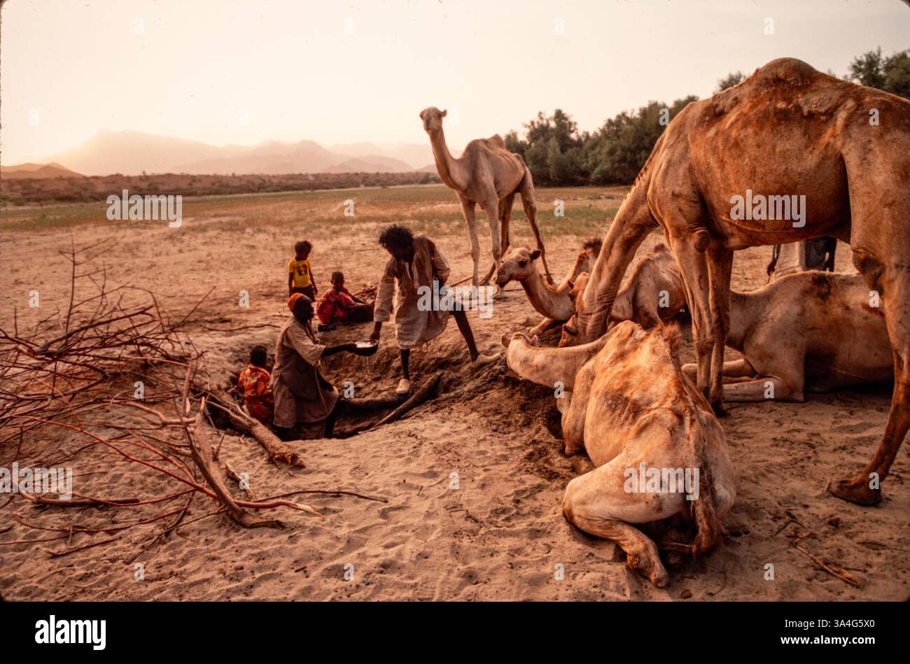 I pastori di cammelli innaffiano i loro cammelli in un pozzo poco profondo in un letto di fiume secco, Eritrea, 1993 Foto Stock