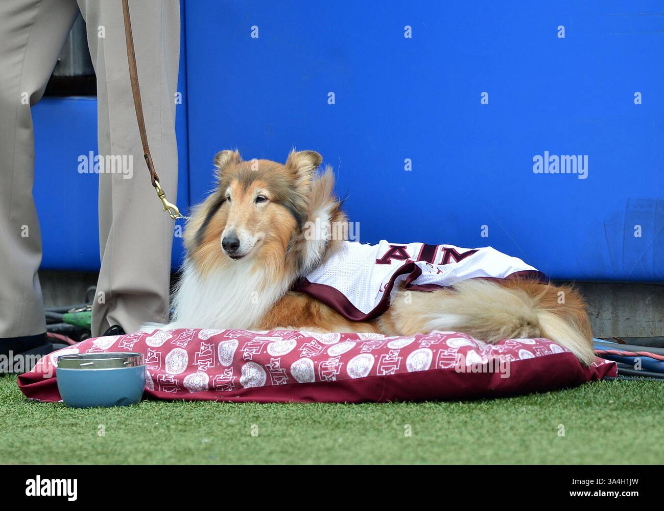 20 settembre 2014 - Dallas, Texas, USA - 20 settembre 2014: La mascotte di Texas A&M Aggies Reveille riposa a bordo campo guardando la sua squadra giocare durante la partita di football NCAA tra i Texas A&M Aggies e i Southern Methodist Mustangs al Gerald J. Ford Stadium di Dallas, Texas. Texas A&M guida la SMU del 1° semestre, 31-3. (Immagine di credito: © Patrick Green/Cal Sport Media/ZUMAPRESS.com) Foto Stock