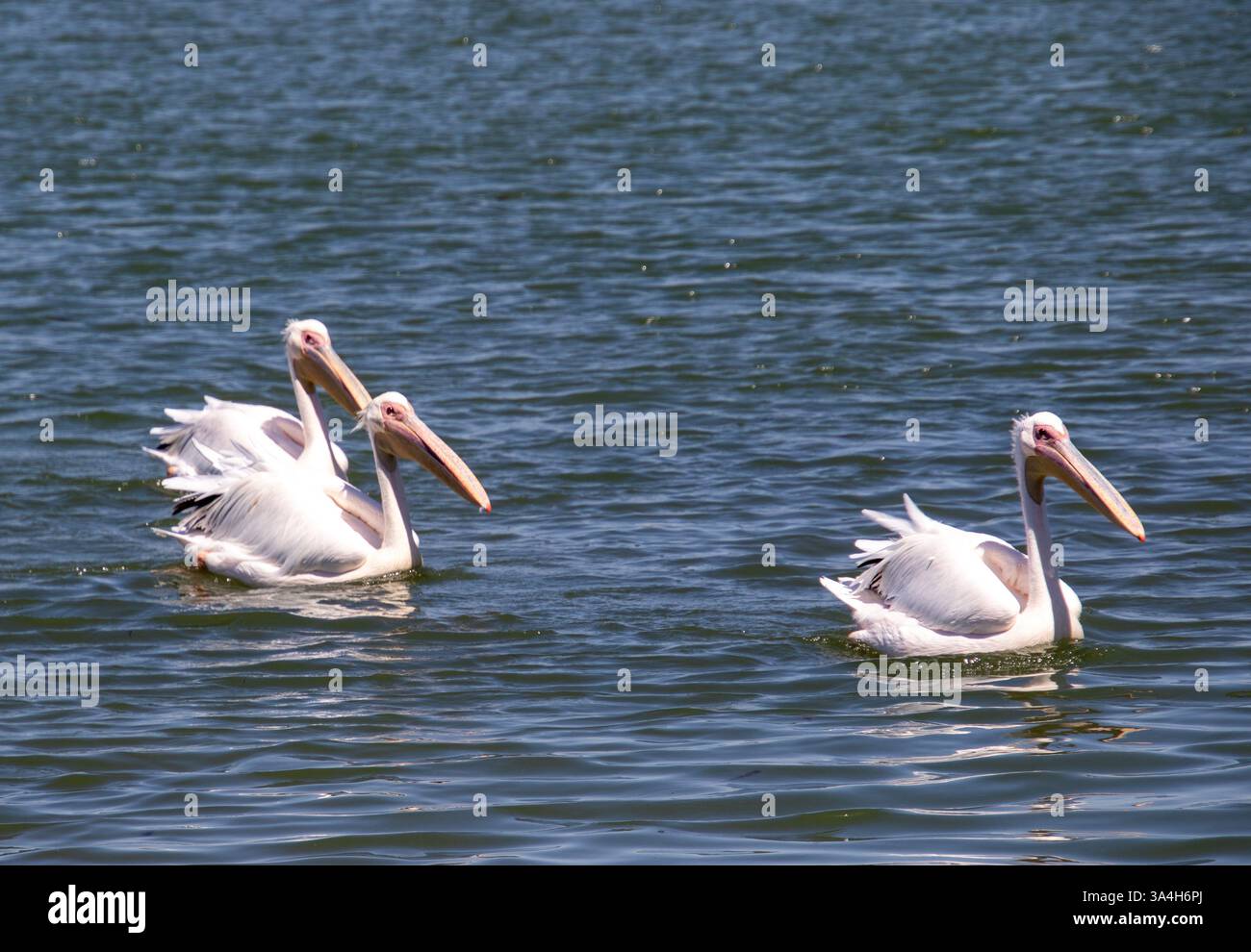 Uccelli sudafricani - ottimo pellicano bianco Foto Stock