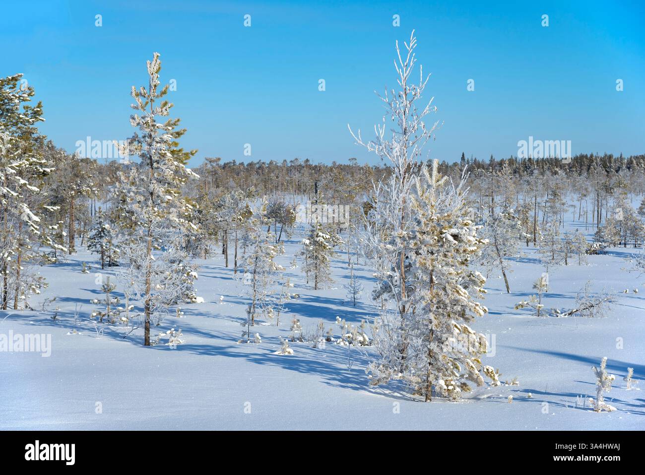 Foresta innevata invernale. Repubblica di Carelia, Russia Foto Stock