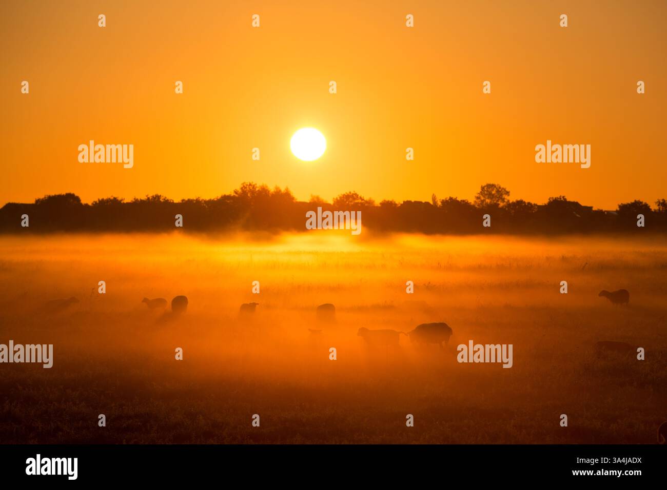Una splendida alba mattutina con luce dorata che si illumina su un campo con pecore con nebbia e il sole sullo sfondo della campagna. Foto Stock Una splendida alba mattutina con luce dorata che si illumina su un campo con pecore con nebbia e il sole sullo sfondo della campagna. Foto Stock
