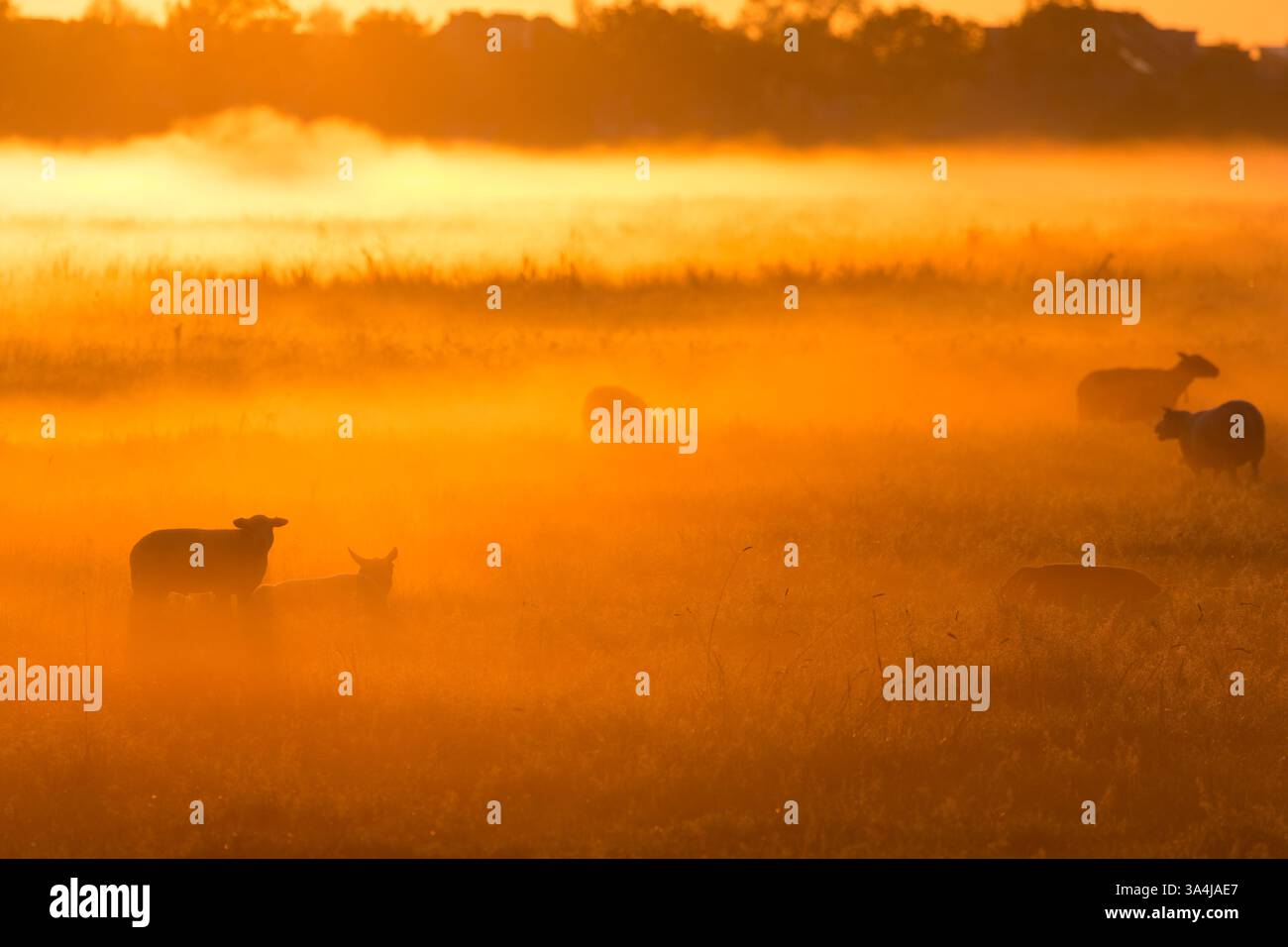 Una splendida alba mattutina con luce dorata che si illumina su un campo con pecore con nebbia e il sole sullo sfondo della campagna. Foto Stock Una splendida alba mattutina con luce dorata che si illumina su un campo con pecore con nebbia e il sole sullo sfondo della campagna. Foto Stock