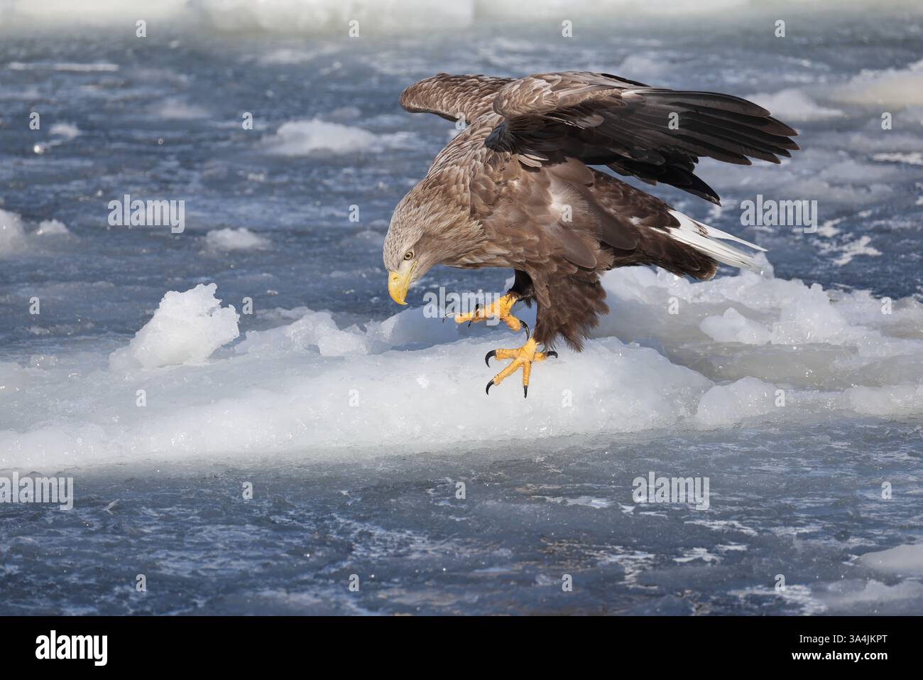 L'aquila dalla coda bianca (Haliaeetus albicilla) a Hokkaido, Giappone Foto Stock