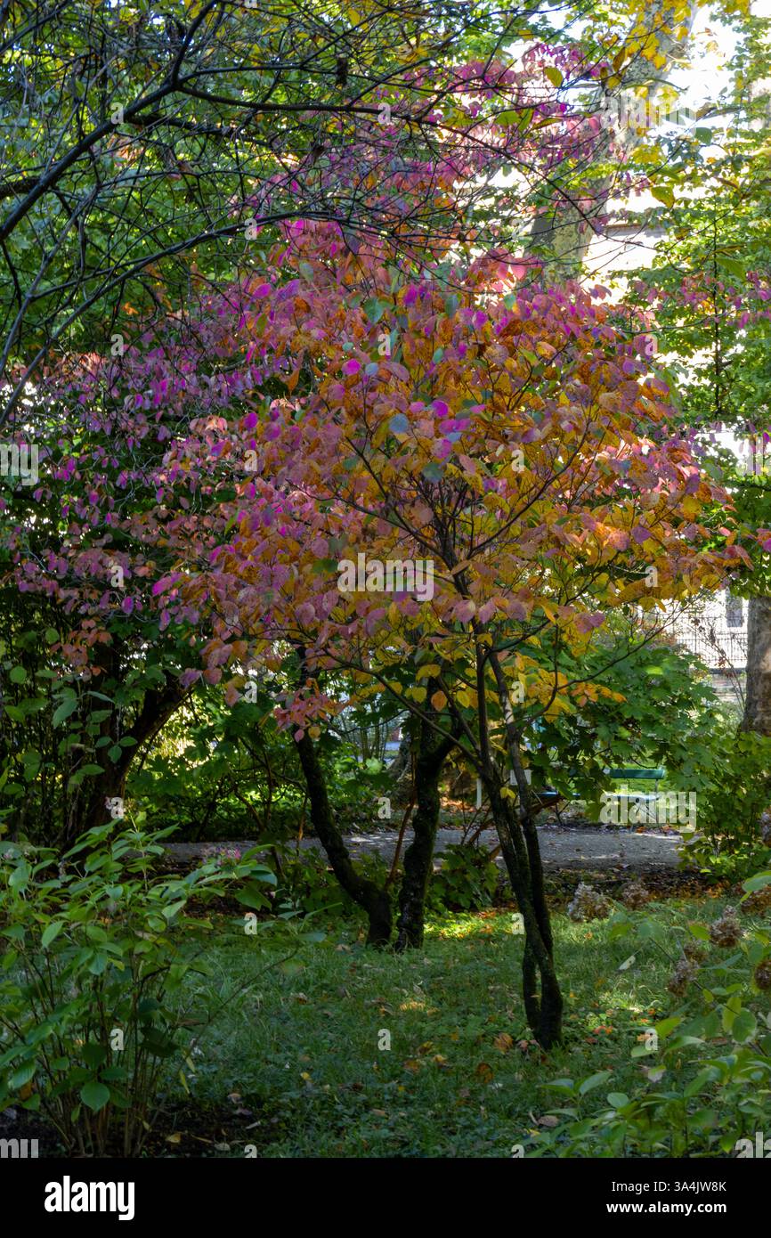 Jardín Botánico de la Ciudad de Zagabria, Croacia Foto Stock