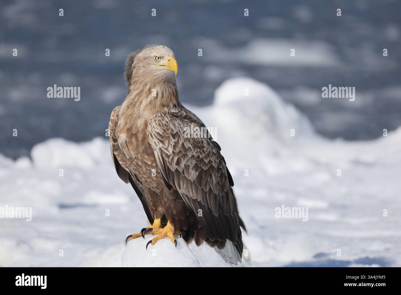 L'aquila dalla coda bianca (Haliaeetus albicilla) a Hokkaido, Giappone Foto Stock