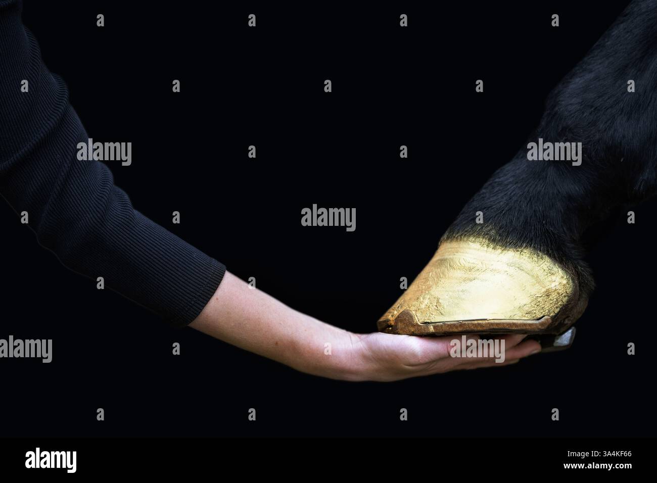 Sport tedesco Horse Foto Stock