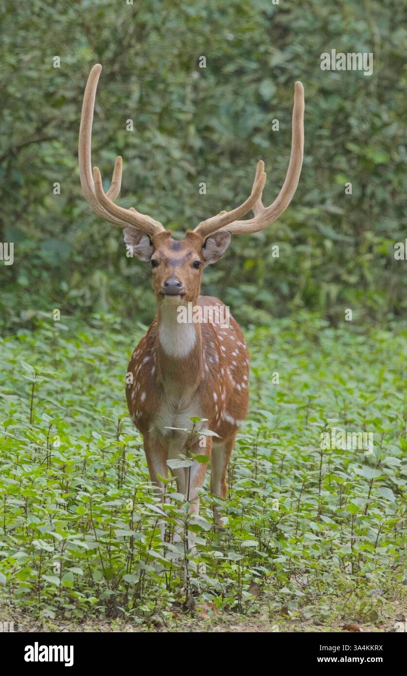 Chital o Spotted Deer stag (asse dell'asse) al Jim Corbett National Park, Uttarakhand, India. Foto Stock