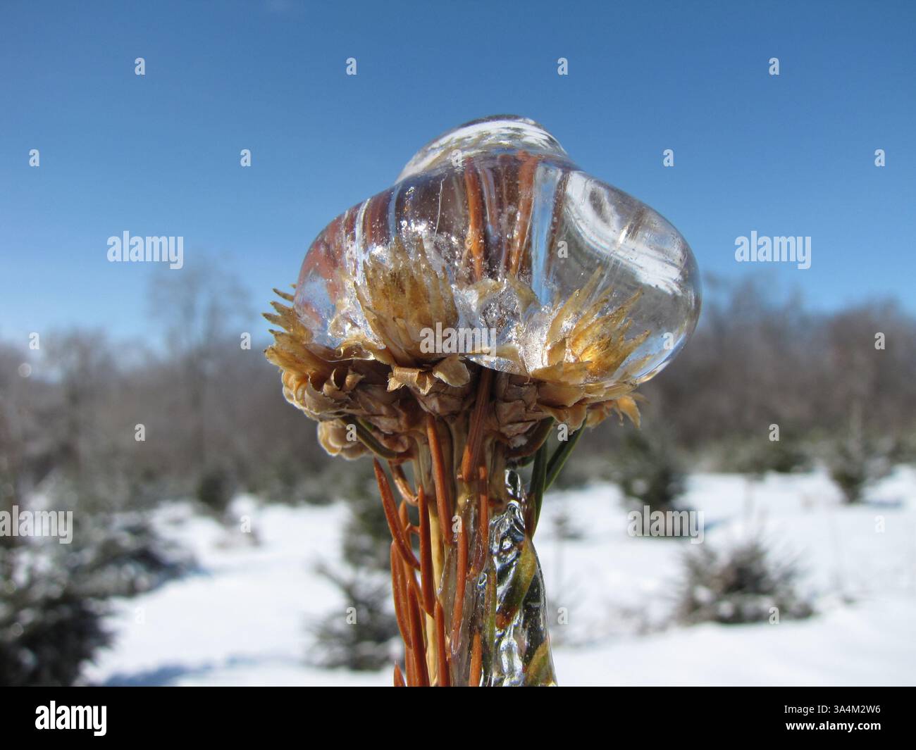 12 marzo 2013 - Forever Autumn, di Jeff Abbas. 5 km circa a nord di Waukon, Iowa, sull'autostrada 76. Come è stata scattata questa foto... immagini stagionali mozzafiato Vinci il concorso fotografico "Let IT Snow" della NASA..una nuvola minacciosa a forma di UFO si libra su una montagna innevata, mentre una splendida fioritura è perfettamente racchiusa in una palla di ghiaccio... Queste splendide immagini sono incluse nelle iscrizioni vincenti al concorso fotografico "Let IT Snow" organizzato dalla NASA..... Dieci vincitori sono stati scelti tra oltre mille partecipanti al concorso gestito dalla missione Global precipitation Measurement dell'agenzia spaziale..... Ai partecipanti è stato chiesto Foto Stock