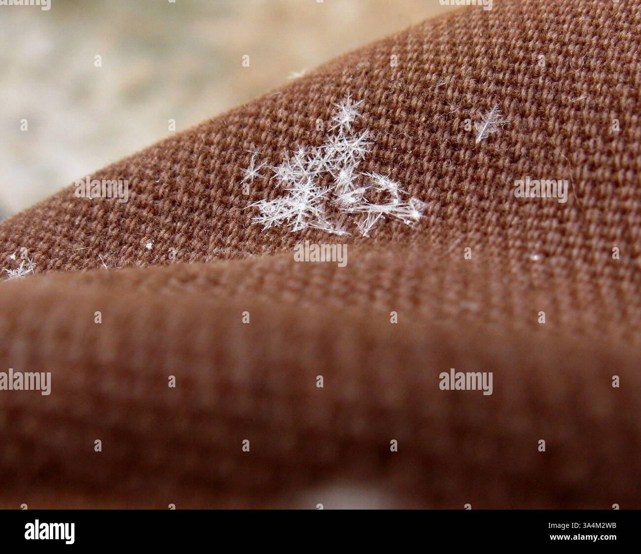 12 marzo 2013 - Snowflakes, di Brian Johnson. Kechi, Kansas. Come è stata scattata questa foto... immagini stagionali mozzafiato Vinci il concorso fotografico "Let IT Snow" della NASA..una nuvola minacciosa a forma di UFO si libra su una montagna innevata, mentre una splendida fioritura è perfettamente racchiusa in una palla di ghiaccio... Queste splendide immagini sono incluse nelle iscrizioni vincenti al concorso fotografico "Let IT Snow" organizzato dalla NASA..... Dieci vincitori sono stati scelti tra oltre mille partecipanti al concorso gestito dalla missione Global precipitation Measurement dell'agenzia spaziale..... Ai partecipanti è stato chiesto il breve: ''i venti invernali soffiano Foto Stock