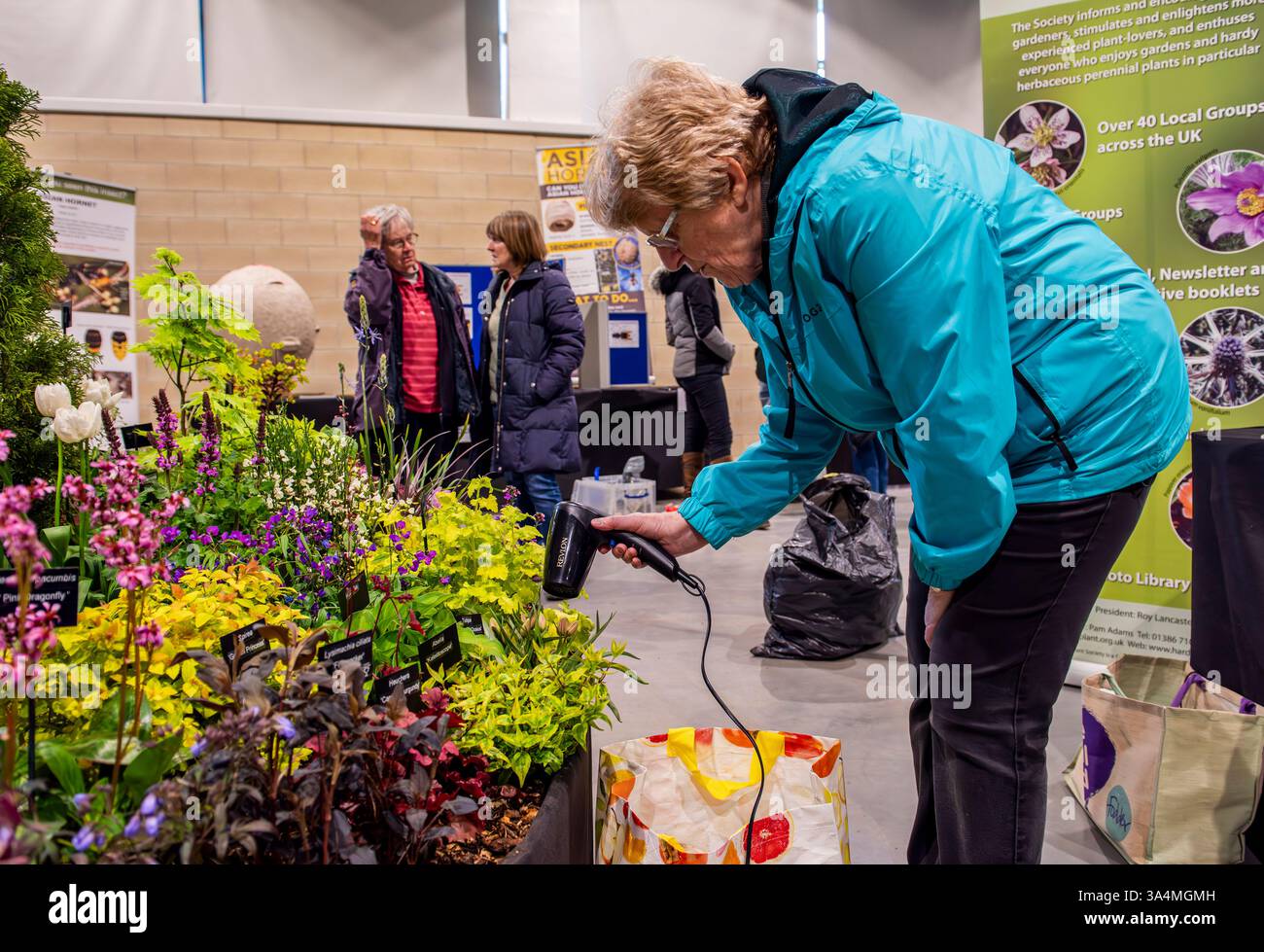 Una signora tra gli espositori che lavora duramente il giorno prima dell'apertura dell'Harrogate Spring Flower Show sta cercando di aiutare i suoi tulipani utilizzando un asciugacapelli a causa delle condizioni di freddo e umidità. Foto Stock