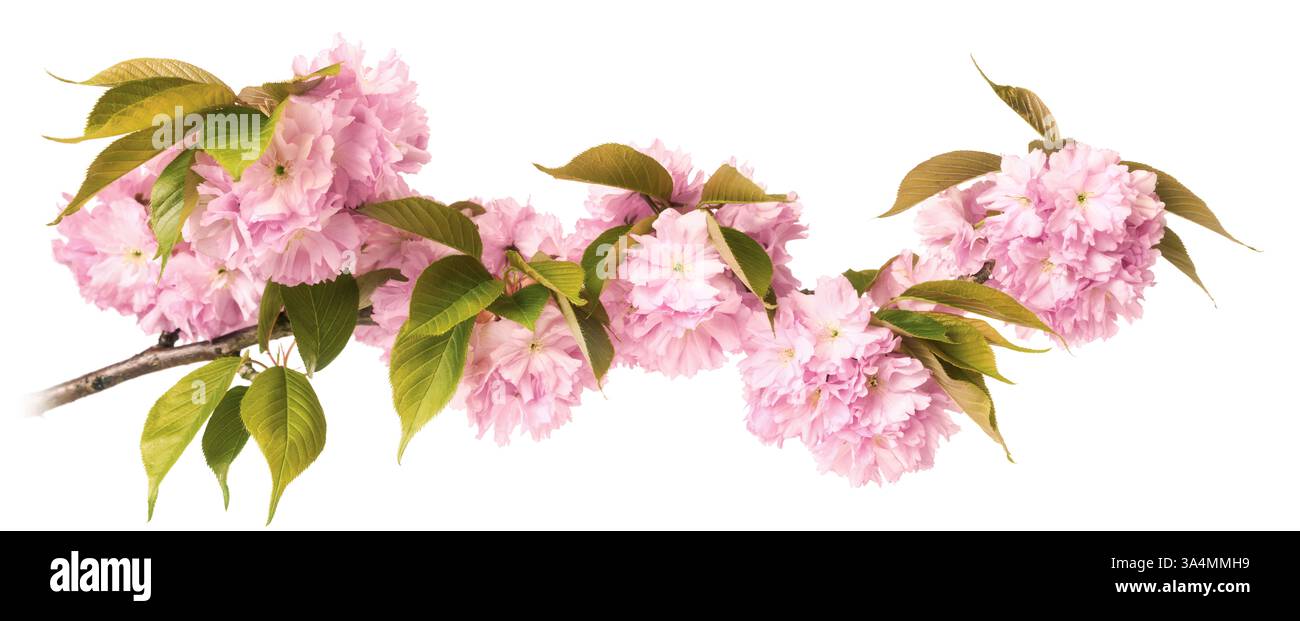 Fiori di ciliegio rosa isolati su bianco. Splendidi e delicati fiori primaverili su un ramo in formato panoramico. Foto Stock