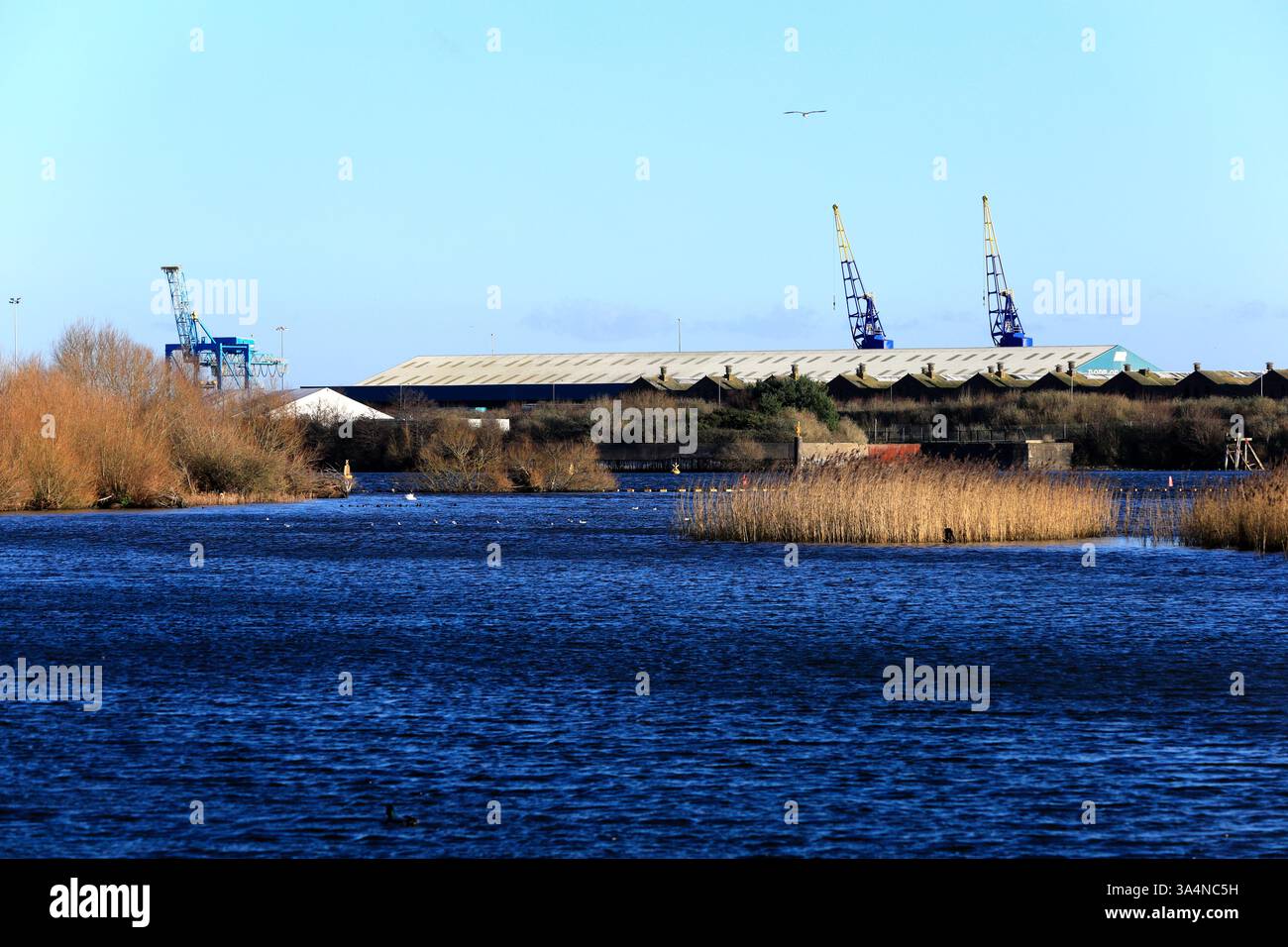 Riserva naturale delle paludi della baia di Cardiff, baia di Cardiff, Galles del Sud, Regno Unito. Foto Stock