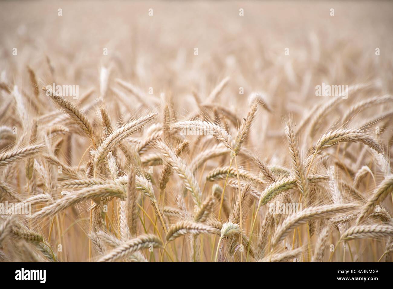 Campo di segale, orecchie di segale mature in estate Foto Stock
