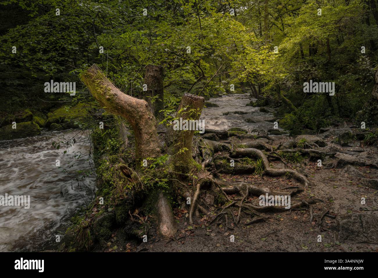 Cascate di Golitha. Il fiume Fowey scorre attraverso l'antico bosco di querce di Draynes Wood a Bodmin Moor in Cornovaglia nel Regno Unito. Foto Stock