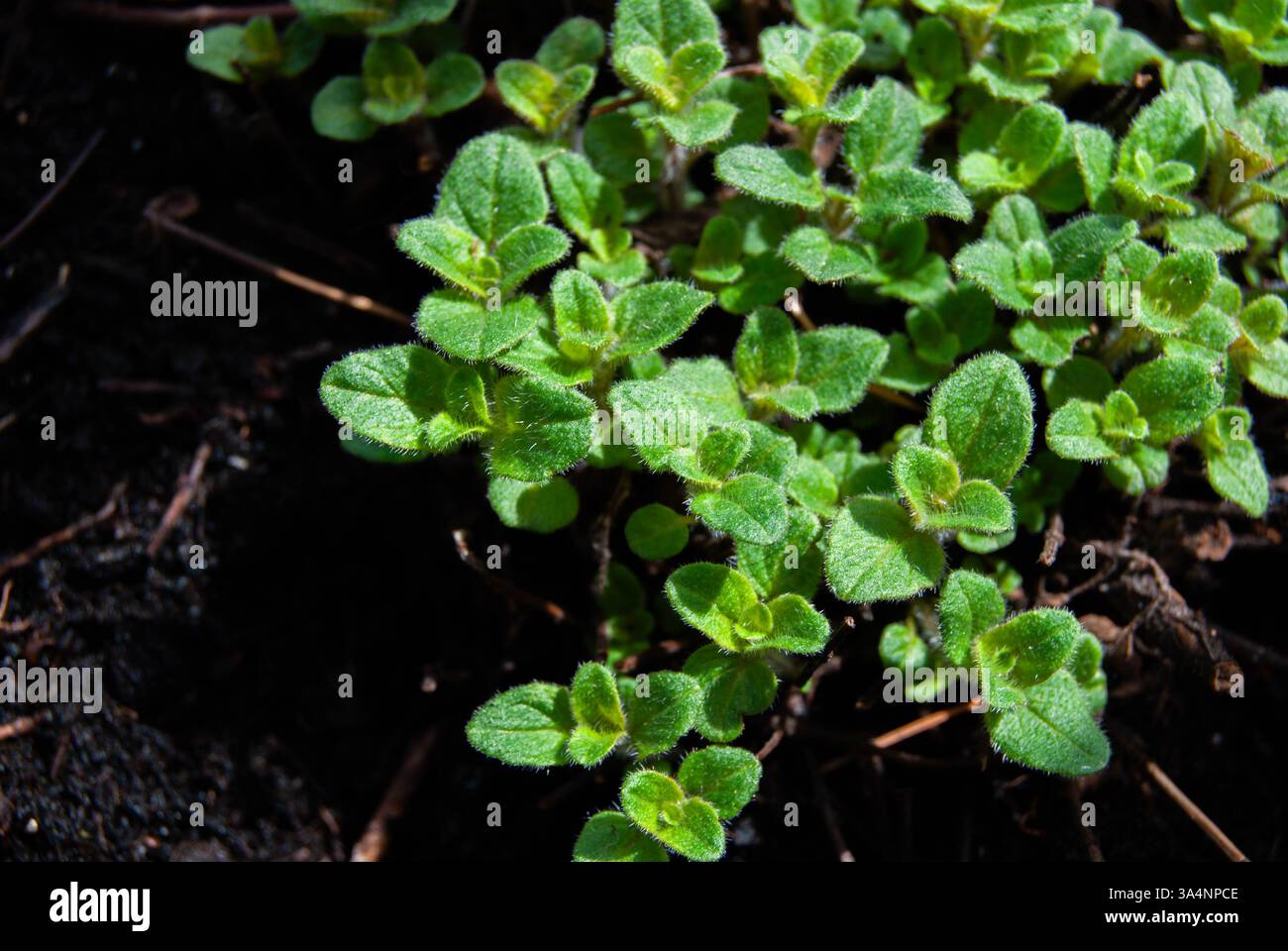 Piccoli germogli di origano verde che emergono dal ricco suolo nero, simboleggiano la crescita fresca e la vitalità. Foto Stock