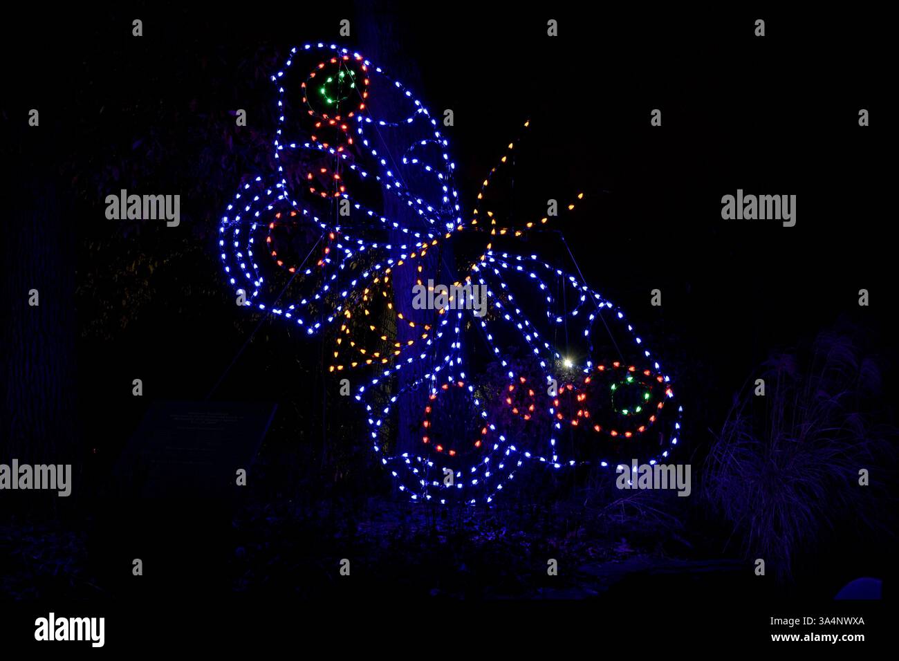 23 dicembre 2014 - St. Louis, Missouri, Stati Uniti - per celebrare la stagione, lo zoo di St. Louis illumina diverse aree dello zoo, offrendo ai visitatori la possibilità di ammirare meravigliose esposizioni illuminate come questa farfalla. (Immagine di credito: © Richard Ulreich/ZUMA Wire) Foto Stock
