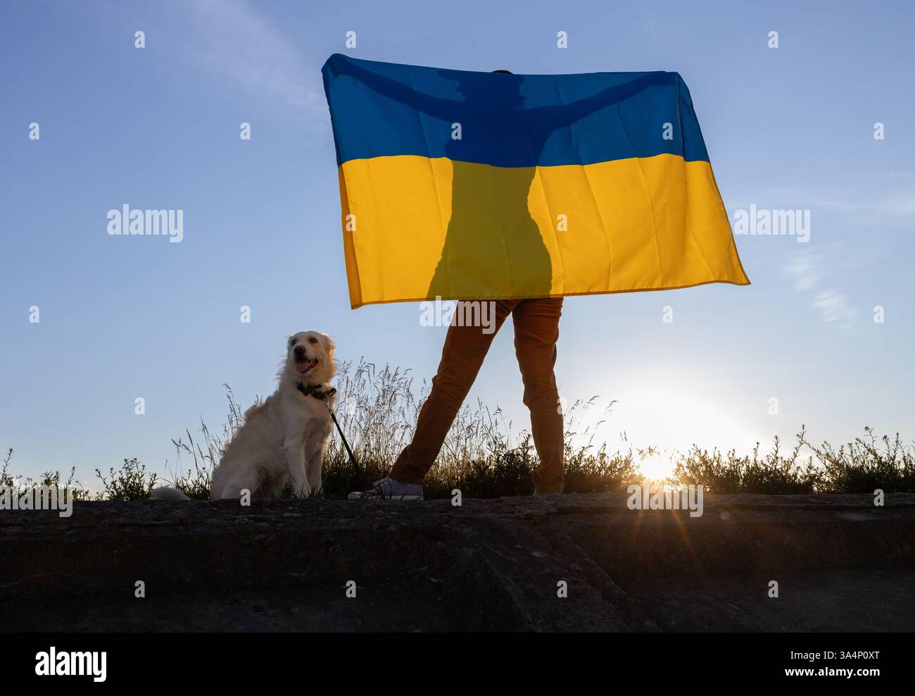 La donna ha una grande bandiera Ucraina dietro la schiena, il cane si siede accanto a lei sullo sfondo del cielo del tramonto. Una passeggiata serale con un amato animale domestico. Orgoglio io Foto Stock