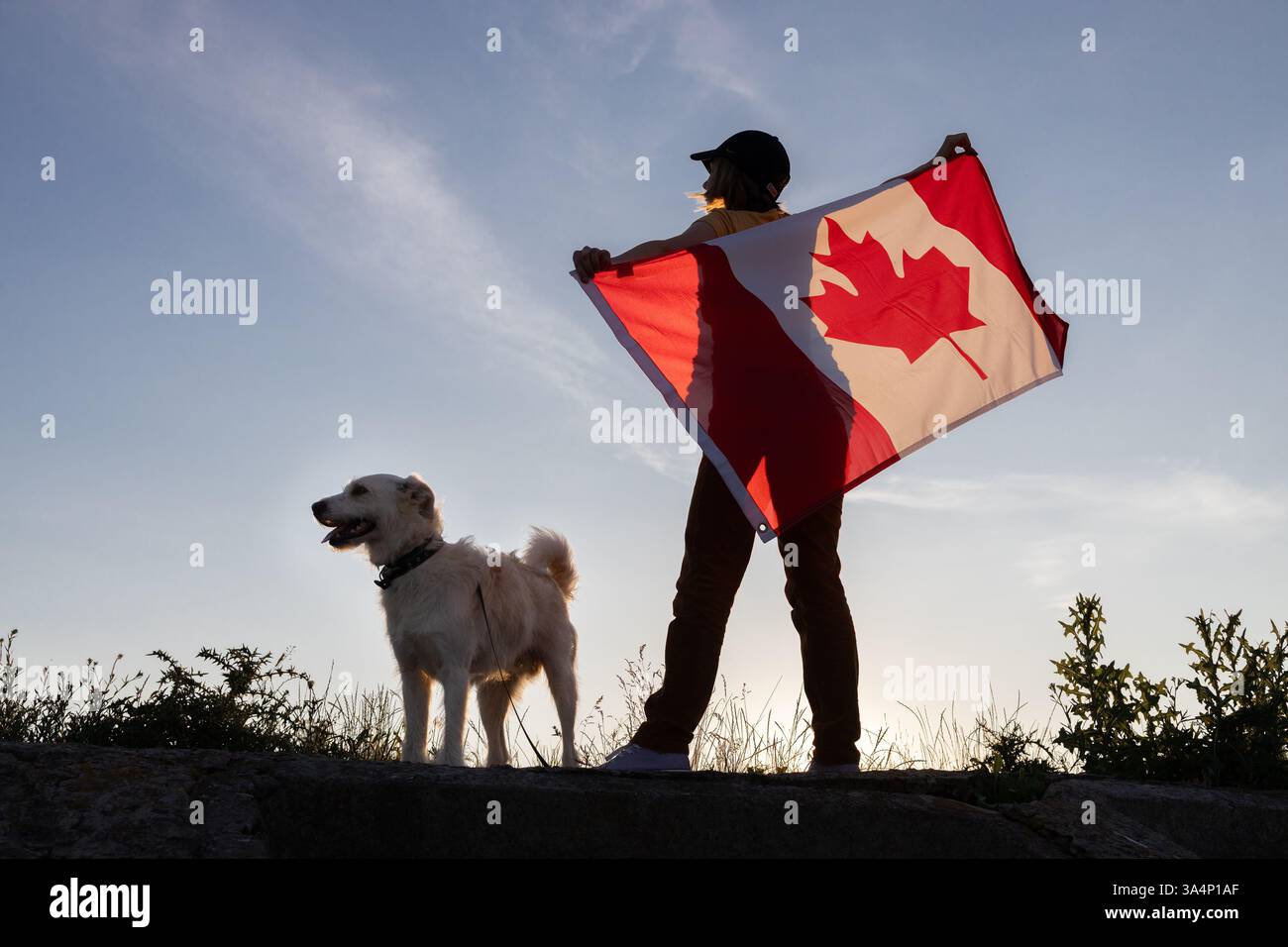 Terrier bianco e donna che reggono dietro di lei una grande bandiera canadese contro il cielo del tramonto. Cammina con un amato animale domestico. Buon giorno del Canada. Libertà, fiducia, orgoglio. Foto Stock