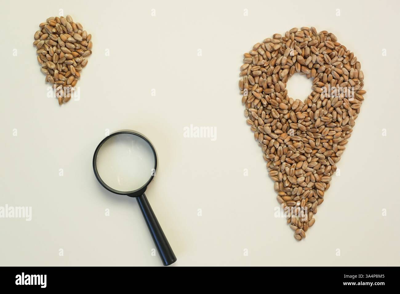 La bolla di localizzazione è fatta con chicchi di grano. Un'icona a forma di spilla grande con una spilla piccola. Lente d'ingrandimento. Alla ricerca di modi per trasportare il grano. Logistica. Foto Stock