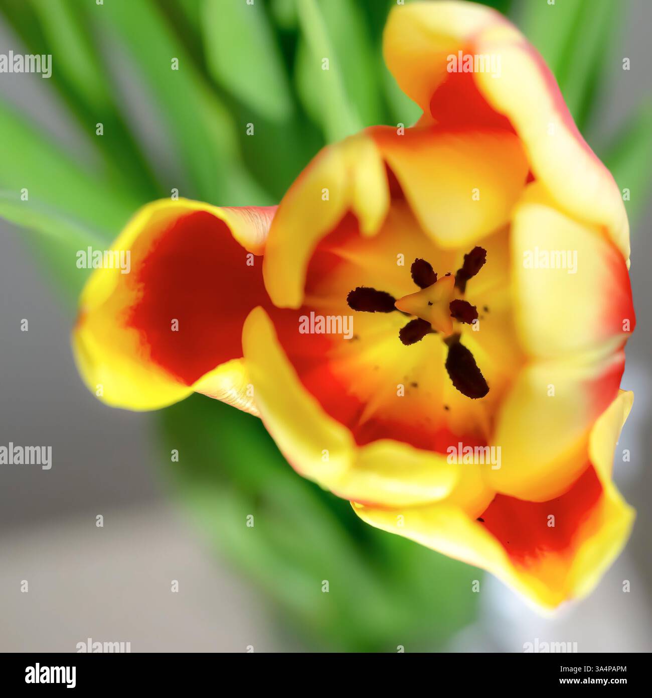 tulipano giallo-rosso con petali vivaci primi piani Foto Stock