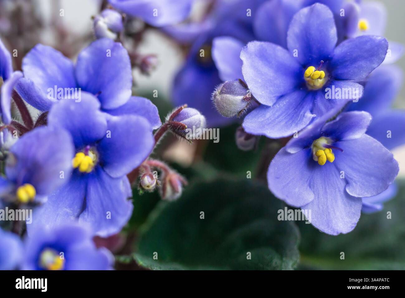 Un primo piano di una viola africana (Saintpaulia), che mette in risalto i suoi petali morbidi e vellutati e il vibrante colore viola Foto Stock